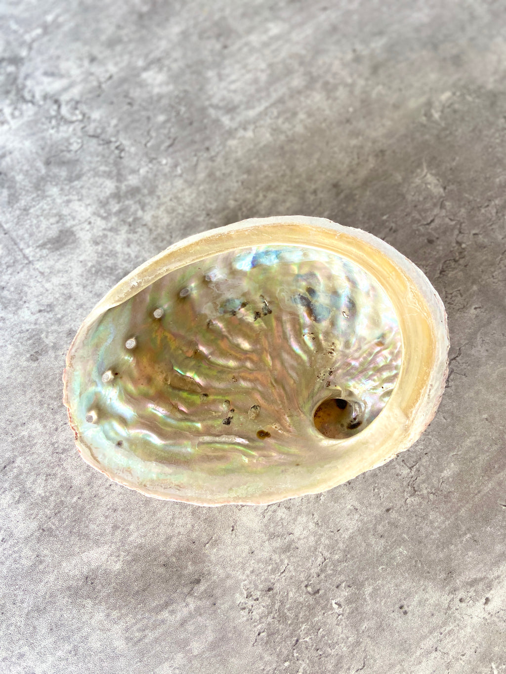 Abalone Shell